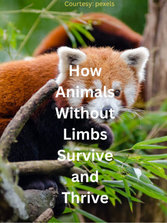 How Animals Without Limbs Survive and Thrive