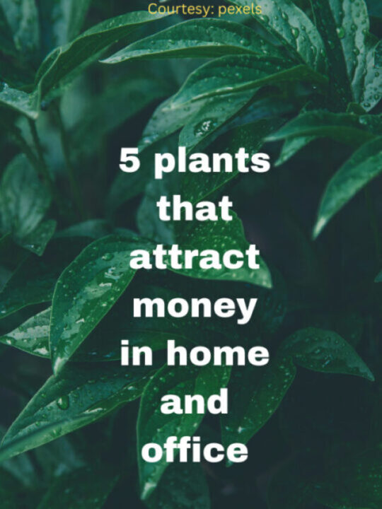 5 plants that attract money in home and office