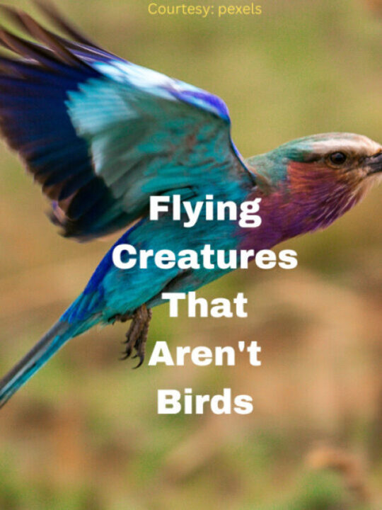 Flying Creatures That Aren't Birds