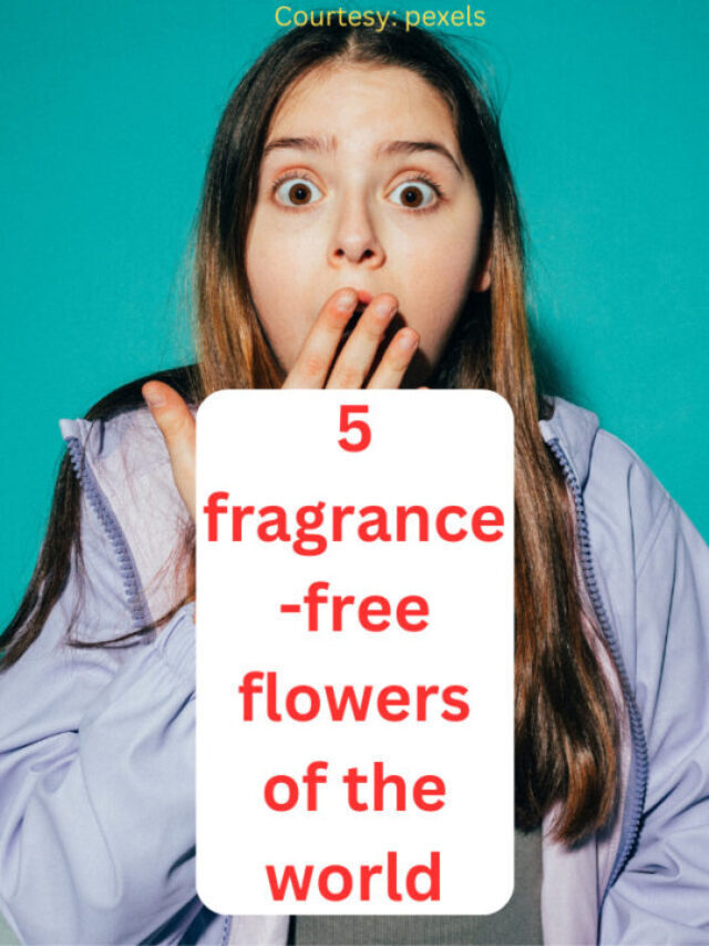 5 fragrance-free flowers of the world